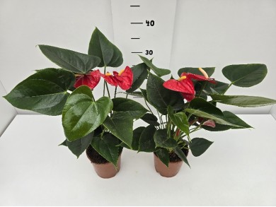 ANTHURIUM ΓΛΑΣΤΡΑ 12 cm
