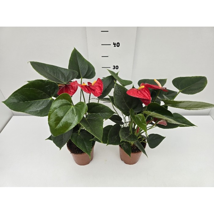 ANTHURIUM ΓΛΑΣΤΡΑ 12 cm