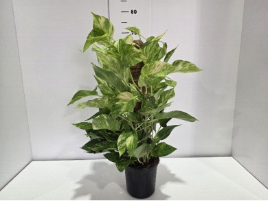 POTHOS BASTONE ΓΛΑΣΤΡΑ 16 cm (ΥΨΟΣ 60 cm)