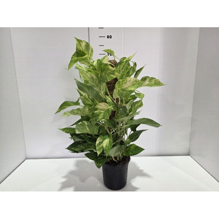 POTHOS BASTONE ΓΛΑΣΤΡΑ 16 cm (ΥΨΟΣ 60 cm)