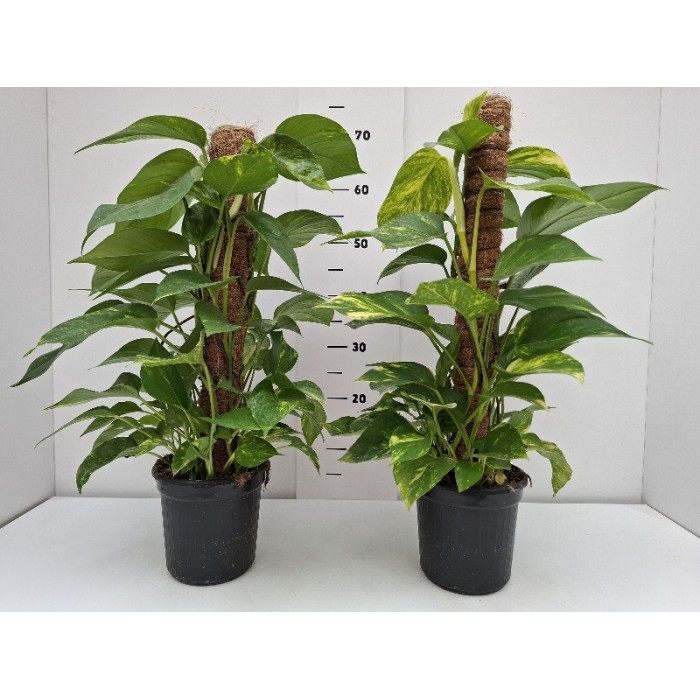 POTHOS BASTONE ΓΛΑΣΤΡΑ 16 cm (ΥΨΟΣ 60 cm)