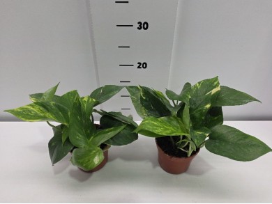POTHOS ΓΛΑΣΤΡΑ 10,5 cm