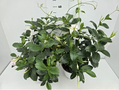 DIPLADENIA ΚΡΕΜΑΣΤΗ ΓΛΑΣΤΡΑ 18 cm