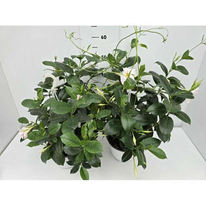 DIPLADENIA ΚΡΕΜΑΣΤΗ ΓΛΑΣΤΡΑ 18 cm