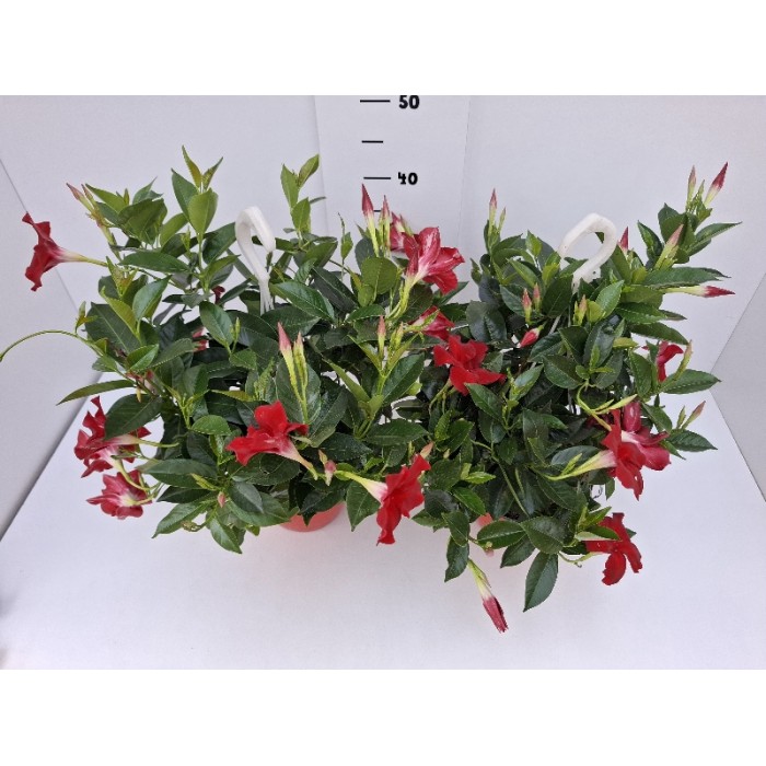 DIPLADENIA ΚΡΕΜΑΣΤΗ ΓΛΑΣΤΡΑ 18 cm