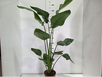 STRELITZIA NICOLAI ΓΛΑΣΤΡΑ 19 cm