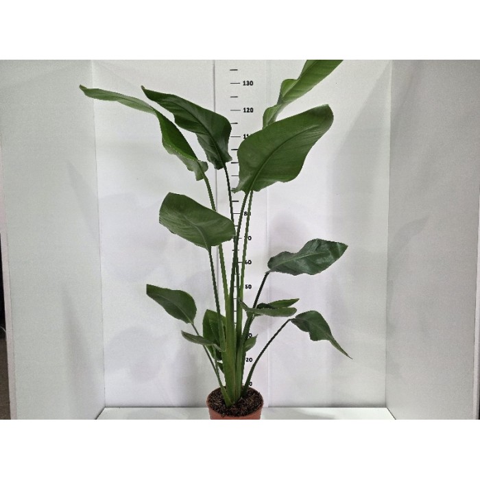 STRELITZIA NICOLAI ΓΛΑΣΤΡΑ 19 cm