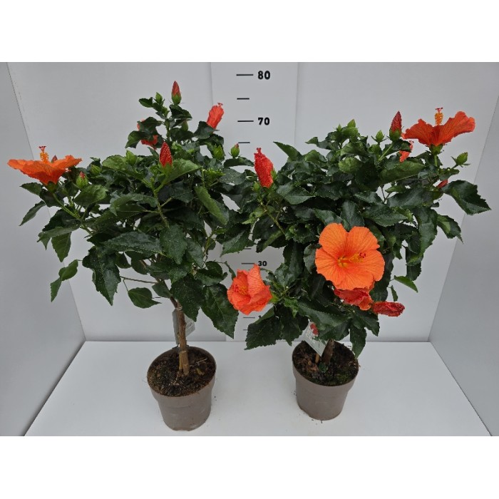 HIBISCUS STEM ΓΛΑΣΤΡΑ 17 cm