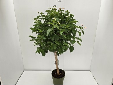 LANTANA STEM ΓΛΑΣΤΡΑ 17 cm (Ύψος: 0,65m)