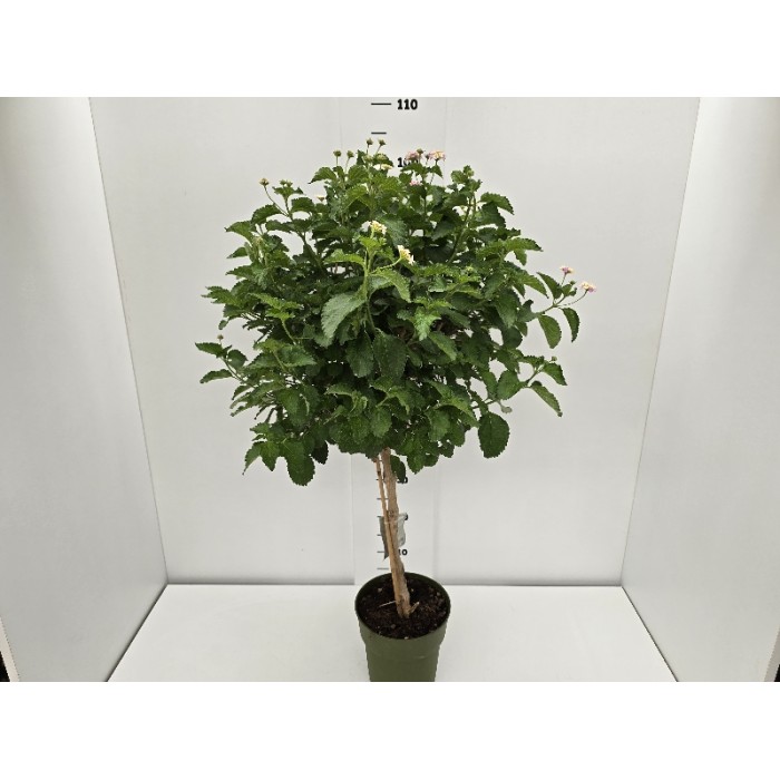 LANTANA STEM ΓΛΑΣΤΡΑ 17 cm (Ύψος: 0,65m)