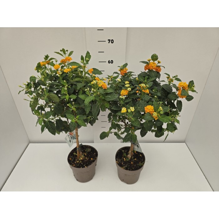 LANTANA STEM ΓΛΑΣΤΡΑ 17 cm (Ύψος: 0,65m)