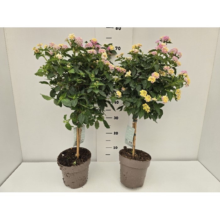 LANTANA STEM ΓΛΑΣΤΡΑ 17 cm (Ύψος: 0,65m)