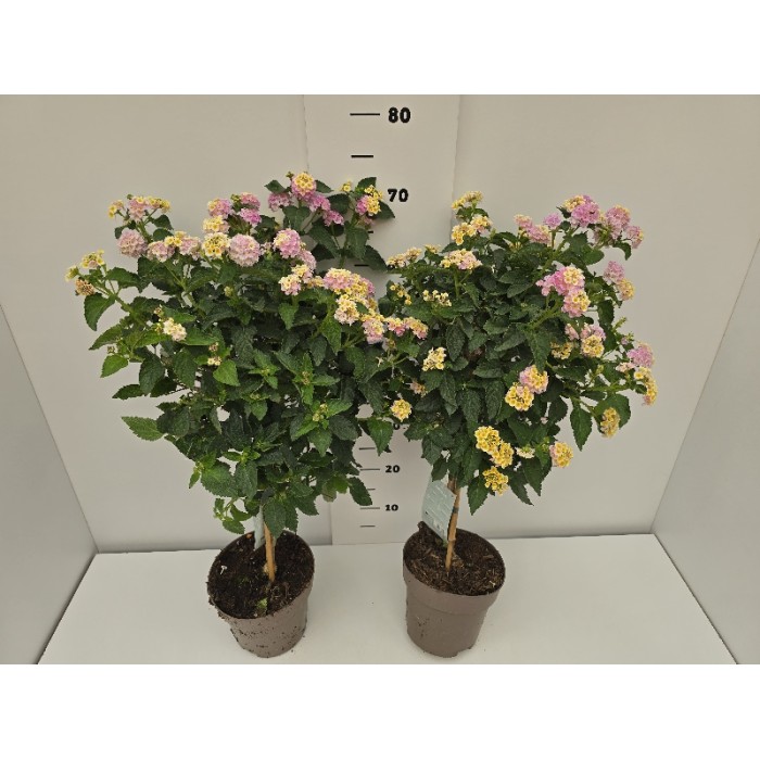 LANTANA STEM ΓΛΑΣΤΡΑ 17 cm (Ύψος: 0,65m)