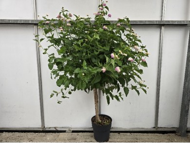 LANTANA STEM ΓΛΑΣΤΡΑ 23 cm (Ύψος: 110cm)
