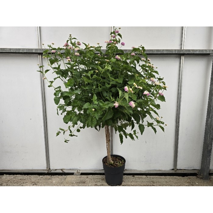 LANTANA STEM ΓΛΑΣΤΡΑ 23 cm (Ύψος: 110cm)