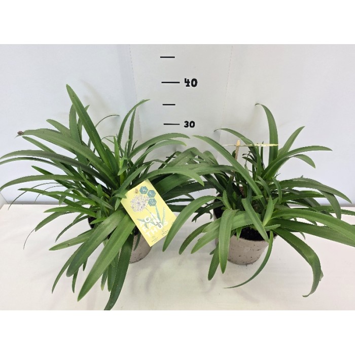 AGAPANTHUS ΓΛΑΣΤΡΑ 17 cm