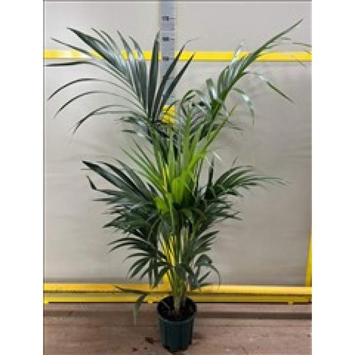 KENTIA ΓΛΑΣΤΡΑ 20 cm (Ύψος: 170cm)