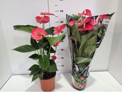 ANTHURIUM ΓΛΑΣΤΡΑ 17 cm