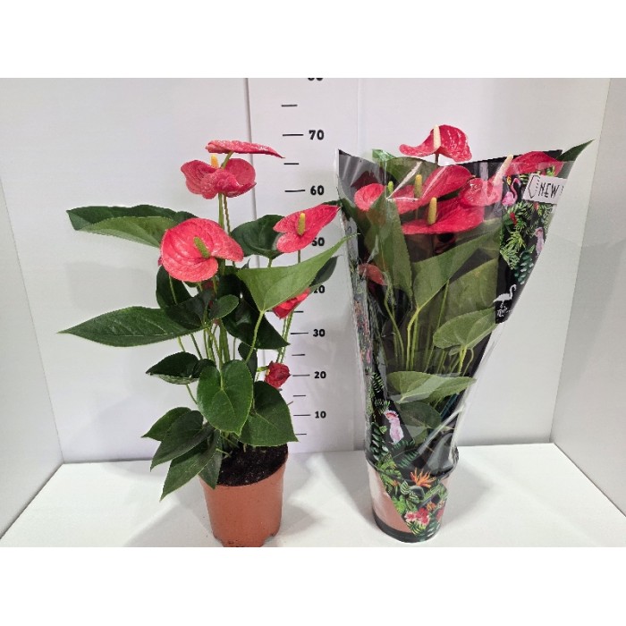 ANTHURIUM ΓΛΑΣΤΡΑ 17 cm