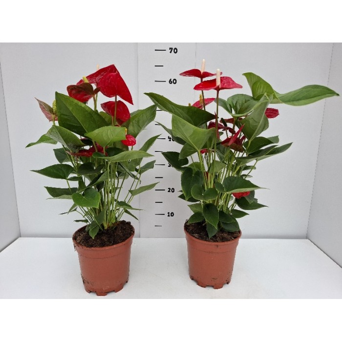 ANTHURIUM ΓΛΑΣΤΡΑ 17 cm