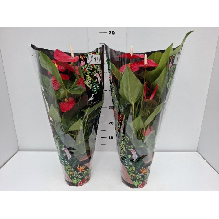 ANTHURIUM ΓΛΑΣΤΡΑ 17 cm