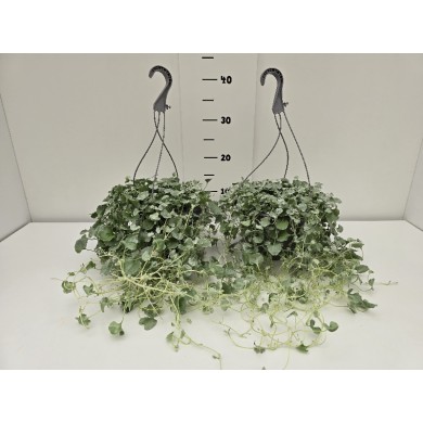 ΔΙΧΟΝΔΡΑ ΚΡΕΜΑΣΤΗ ΓΛΑΣΤΡΑ 19 cm 2,4 λίτρα