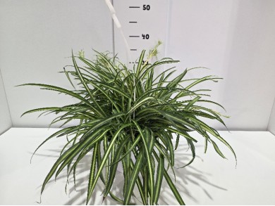 CHLOROPHYTUM ΚΡΕΜΑΣΤΗ ΓΛΑΣΤΡΑ 18 cm