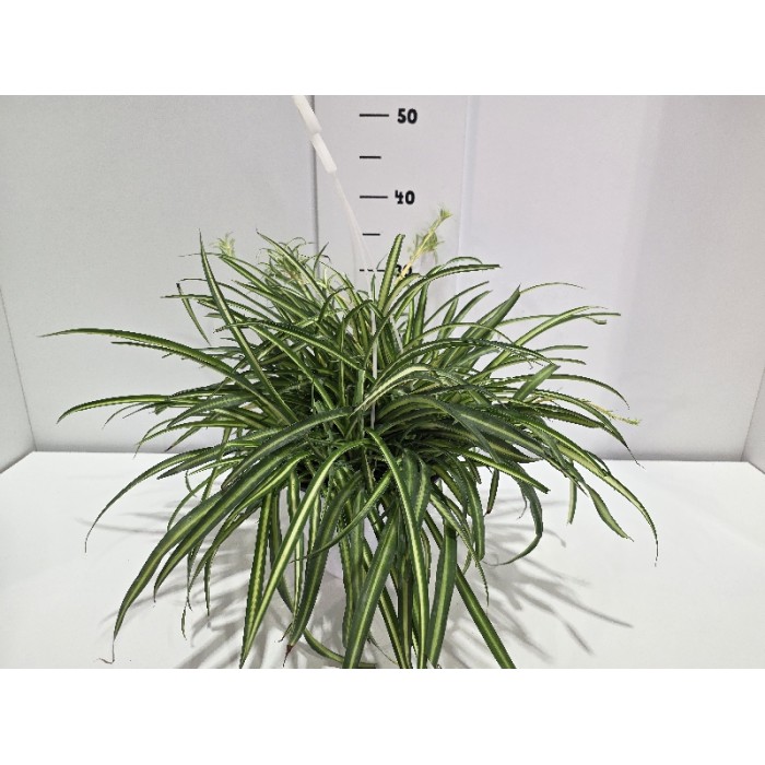 CHLOROPHYTUM ΚΡΕΜΑΣΤΗ ΓΛΑΣΤΡΑ 18 cm