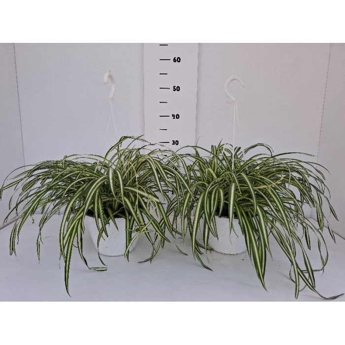CHLOROPHYTUM ΚΡΕΜΑΣΤΗ ΓΛΑΣΤΡΑ 18 cm
