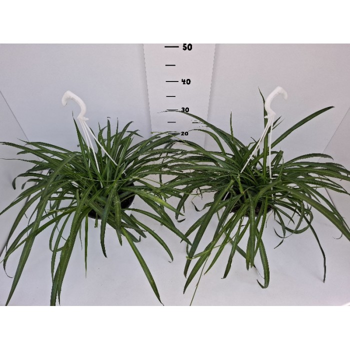 CHLOROPHYTUM ΚΡΕΜΑΣΤΗ ΓΛΑΣΤΡΑ 18 cm