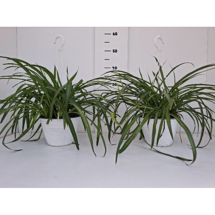 CHLOROPHYTUM ΚΡΕΜΑΣΤΗ ΓΛΑΣΤΡΑ 18 cm