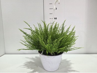 NEPHROLEPIS GREEN LADY ΚΡΕΜΑΣΤΗ ΓΛΑΣΤΡΑ 18 cm