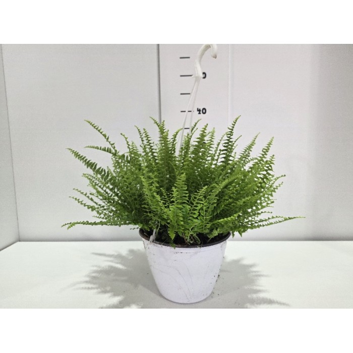 NEPHROLEPIS GREEN LADY ΚΡΕΜΑΣΤΗ ΓΛΑΣΤΡΑ 18 cm