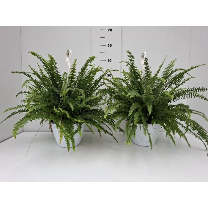 NEPHROLEPIS GREEN LADY ΚΡΕΜΑΣΤΗ ΓΛΑΣΤΡΑ 18 cm