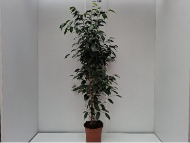 FICUS DANIELLE ΓΛΑΣΤΡΑ 17 cm