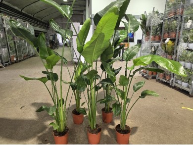 STRELITZIA NICOLAI ΓΛΑΣΤΡΑ 21 cm