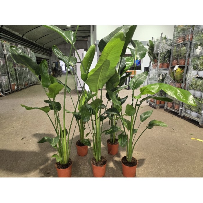 STRELITZIA NICOLAI ΓΛΑΣΤΡΑ 21 cm