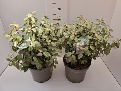 ELAEAGNUS COMPACTA ΓΛΑΣΤΡΑ 26 cm