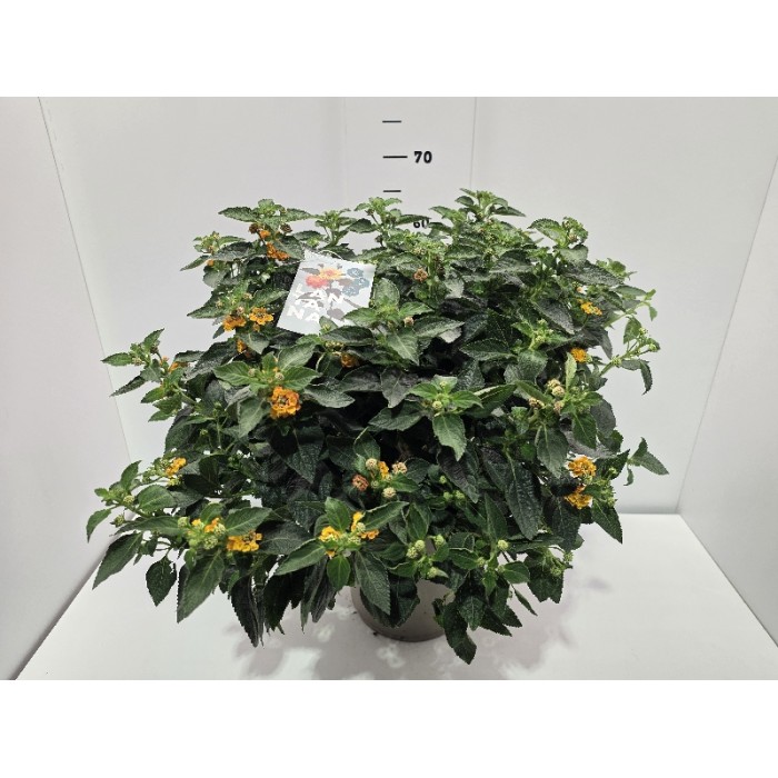 LANTANA ΓΛΑΣΤΡΑ 27 cm