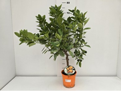 CALAMONDIN STEM ΓΛΑΣΤΡΑ 15 cm