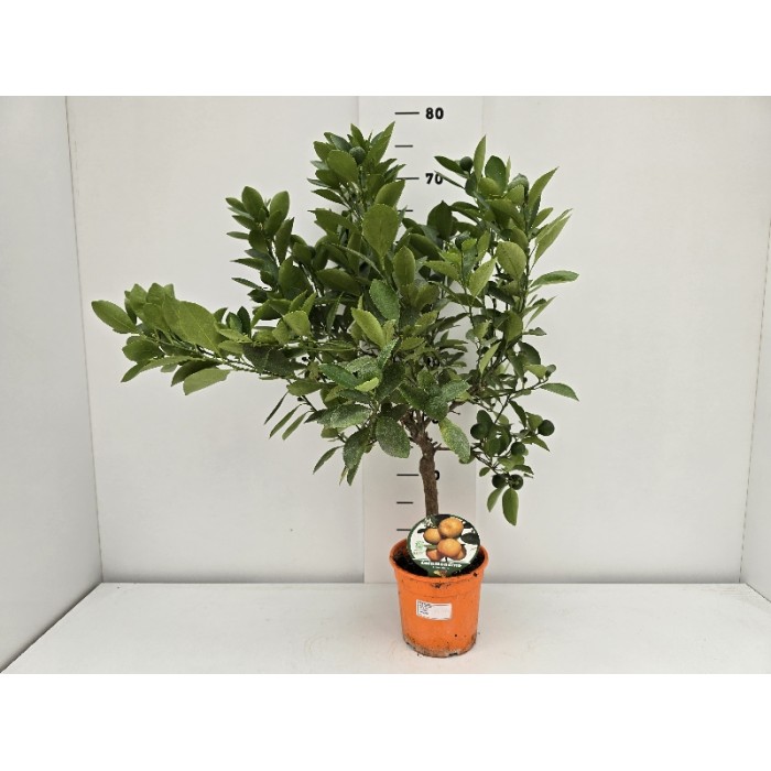 CALAMONDIN STEM ΓΛΑΣΤΡΑ 15 cm