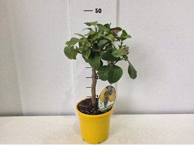 LEMON STEM ΓΛΑΣΤΡΑ 15 cm