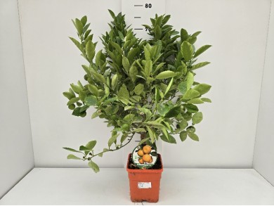 CALAMONDIN STEM ΓΛΑΣΤΡΑ 15 X 15 cm