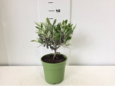 OLIVE ΓΛΑΣΤΡΑ 15 cm