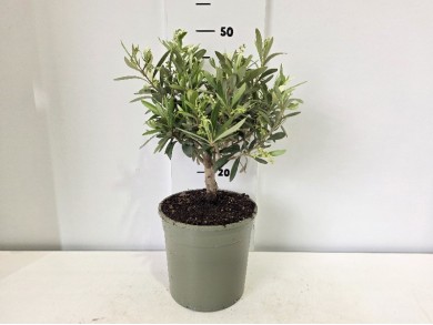 OLIVE ΓΛΑΣΤΡΑ 19 cm