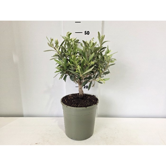 OLIVE ΓΛΑΣΤΡΑ 19 cm