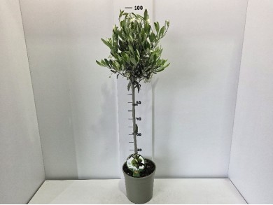 OLIVE STEM ΓΛΑΣΤΡΑ 19 cm (1m)