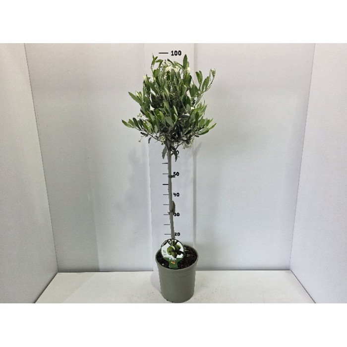 OLIVE STEM ΓΛΑΣΤΡΑ 19 cm (1m)
