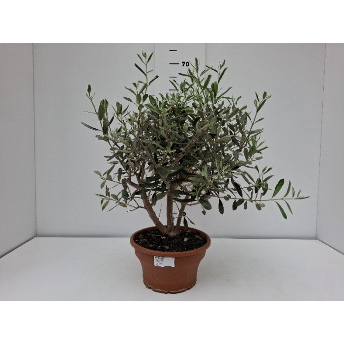 OLIVE STEM ΠΙΑΤΕΛΑ 23 cm