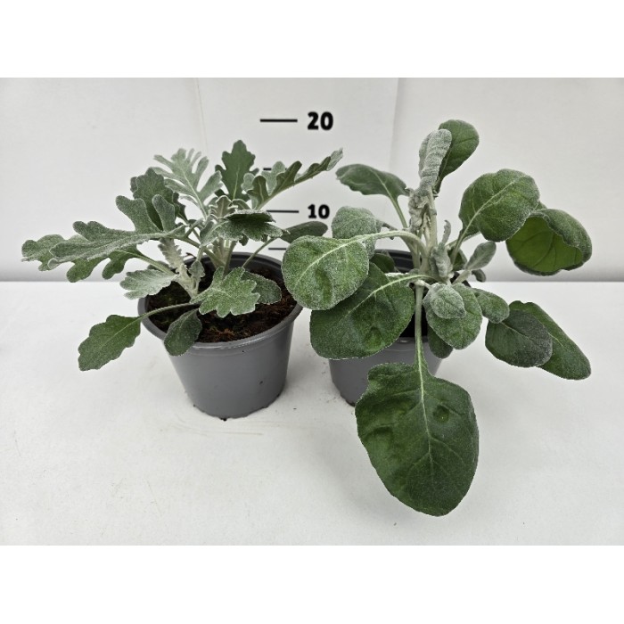ΣΕΝΕΚΙΟ ΓΛΑΣΤΡΑ 14 cm 1,3 λίτρα